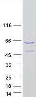 Coomassie blue staining of purified SHTN1 protein