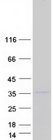 prota0pg75 plscr5 human recombinant protein