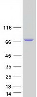 prota1igu5 arhgef37 human recombinant protein