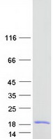 prota1l190 1 test