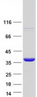 Coomassie blue staining of purified FAM92A protein