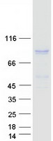 prota2a3k4 ptpdc1 human recombinant protein