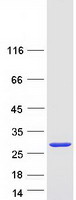 Coomassie blue staining of purified SMCO3 protein