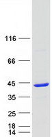 prota2ruc4 c2orf60 tyw5 human recombinant protein
