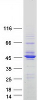 prota4d126 crppa human recombinant protein
