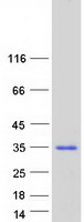 Coomassie blue staining of purified FAM221A protein