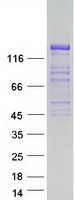 prota4d2p6 grid2ip human recombinant protein