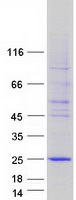 prota4qms7 c5orf49 human recombinant protein