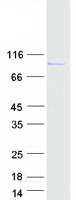 Coomassie blue staining of purified ARHGEF35 protein