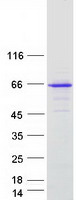 Coomassie blue staining of purified FAM221B protein