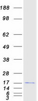 prota6nc42 dppa5 human recombinant protein