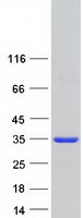 prota6nd91 aspdh human recombinant protein