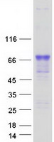 Coomassie blue staining of purified LRIT2 protein