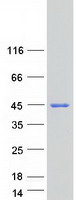 Coomassie blue staining of purified C5orf51 protein