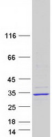 prota6ne82 mbd3l3 human recombinant protein