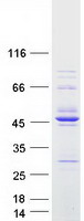 prota6ned2 rccd1 human recombinant protein