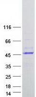 prota6nfd8 helt human recombinant protein