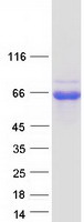 prota6ngb9 cr16 wipf3 human recombinant protein
