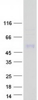 prota6ngn9 iglon5 human recombinant protein