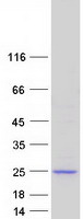 prota6ngs2 c19orf69 erich4 human recombinant protein