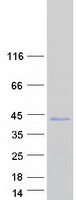 prota6ngy1 frg2c human recombinant protein