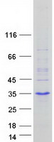 prota6ni15 msgn1 human recombinant protein