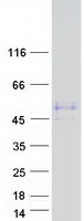 prota6nix2 wtip human recombinant protein