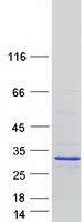 prota6nj08 mbd3l5 human recombinant protein