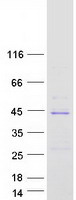 prota6njg2 ankrd58 sowahd human recombinant protein