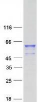 prota6njq4 fam90a8 human recombinant protein