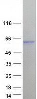 prota6nkc0 fam90a7 human recombinant protein