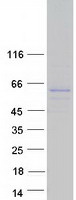 prota6nkc9 sh2d7 human recombinant protein