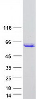 prota6nkf2 arid3c human recombinant protein