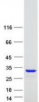 prota6nlp5 ttc36 human recombinant protein