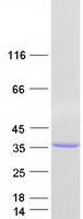 prota6nlu0 rfpl4a human recombinant protein