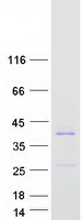 prota6nlu5 vstm2b human recombinant protein