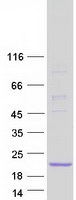 prota6nmd0 ifitm10 human recombinant protein