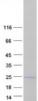 Coomassie blue staining of purified SNTN protein