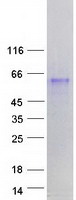 prota6nnj1 fam90a9 human recombinant protein
