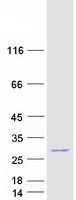 prota6pvy3 fam177b human recombinant protein