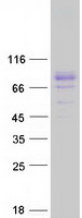 Coomassie blue staining of purified TBKBP1 protein
