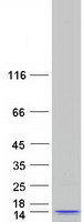 prota8mt69 mhf2 cenpx human recombinant protein
