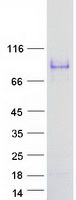 prota8mu46 smtnl1 human recombinant protein