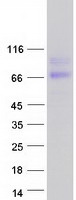 prota8mvw5 hepacam2 human recombinant protein