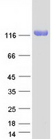 prota8mwy0 kiaa1324l human recombinant protein
