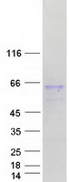 prota8mxj8 fam90a5 human recombinant protein