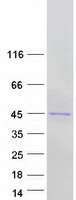 prota8mxv4 nudt19 human recombinant protein