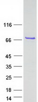 prota8mya2 cxorf49b human recombinant protein