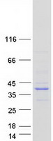 prota8mz36 evpll human recombinant protein