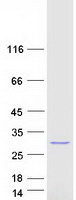 protb4e2m5 ankrd66 human recombinant protein